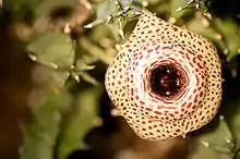 Huernia guttata