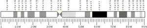 Chromosome 16 (human)