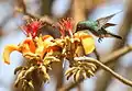 Hummingbird on flower