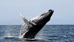 Humpback whale