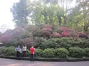 Rhododendron blossoms at Hunan Botanical Garden.