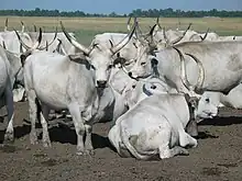 Hungarian Grey cattle