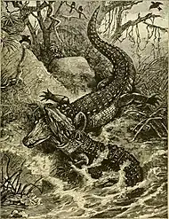 A pair of American crocodiles fighting