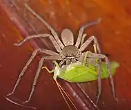 A female Heteropoda venatoria consuming a katydid