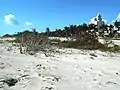 Damage done to dune vegetation by Hurricane Irma, September 11, 2017