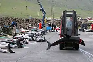 Image 35Atlantic white-sided dolphin caught in a drive hunt in Hvalba on the Faroe Islands being taken away with a forklift (from Toothed whale)