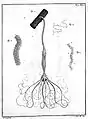 A hydra as depicted in Trembley's 1744 book.