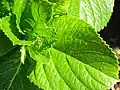 Hydrangea macrophylla, leaves