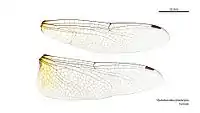 Female wings