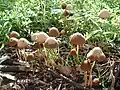 Grouping of Psathyrella gracilis, some displaying hygrophanous pilei.