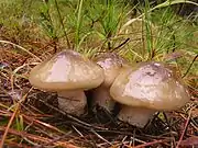 Hygrophorus latitabundus