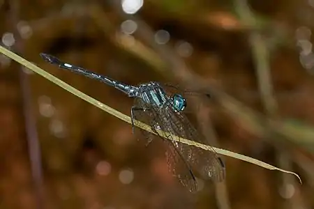 Hylaeothemis apicalis male