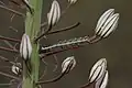 Close-up of flower buds of E. olgae with hawk moth larva