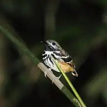 Dot-backed antbird