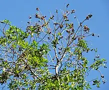 Seed capsules