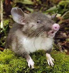 Hyorhinomys stuempkei