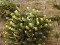 Hyoscyamus aureus in flower and fruit