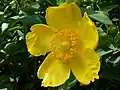 Hypericum 'Hidcote' cultivar