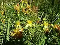 Square stalked St John's wort