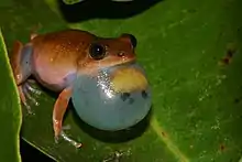 Photograph of the frog on a leaf