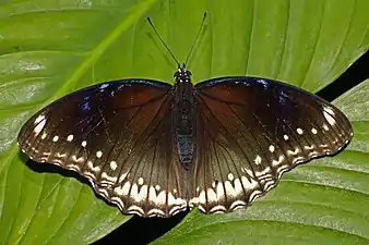 Dorsal view (female)