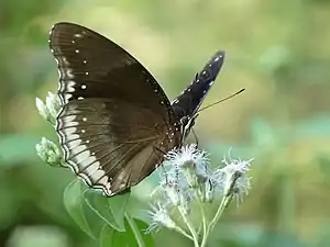 Ventral view (female)