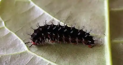 Larva