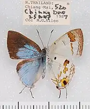 Museum specimen