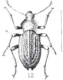 Hypomelus sp., Hypomelina