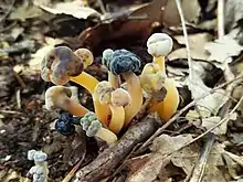 Several examples of yellow fungi colonized by brown spots at different stages of infestation.