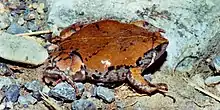 Sheep Frog (Hypopachus variolosus), Municipality of Victoria, Tamaulipas, Mex (12 August 2003).