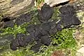 Annulohypoxylon multiforme