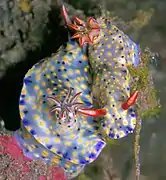 Hypselodoris confetti