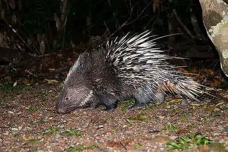 Malayan porcupine, Khao Yai National Park