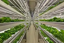 A vertical farm, with four rows of plants visible on either side