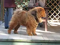 The Chow Chow's fur is particularly thick in the neck area, giving it a distinctive ruff or mane appearance.