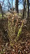 Rough-stemmed goldenrod