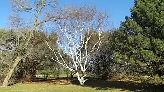 Birch tree