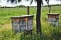 Honey production in Argentina. The country is the third largest producer of honey in the world.