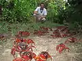 Usher visiting Christmas Island in December 2009 to see the march of the red crabs, achieving the 67th goal on his list of 100