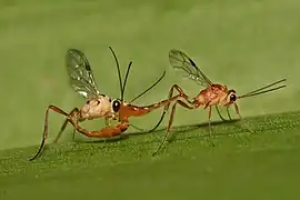 Mating ichneumonids