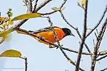 Icterus galbula in Tuxtla Gutiérrez, Mexico