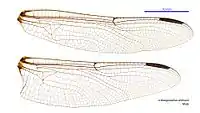 Male wings