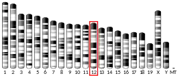 Chromosome 12 (mouse)