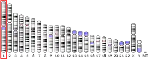 Chromosome 1 (human)