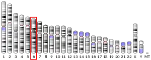 Chromosome 6 (human)