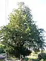 Old Yew in the former Churchyard of Saint-Martin