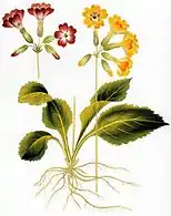 Primula elatiorIcones Plantarum Medico-Oeconomico-Technologicarum