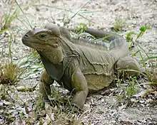 Iguana pausing in the grass