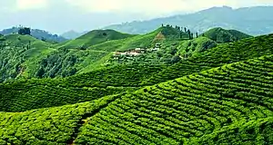 Lush Green Tea Gardens are what makes Ilam district popular.